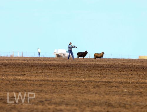 Graphic photos reveal heartbreaking toll of SA bushfires on farmers and livestock