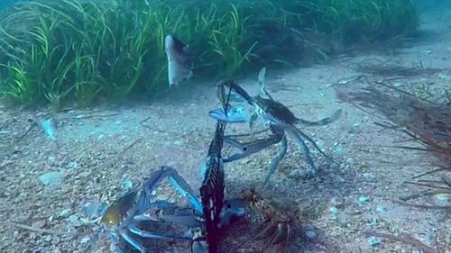 crabs henley beach south australia