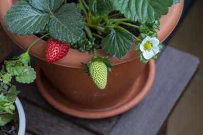 Growing strawberries