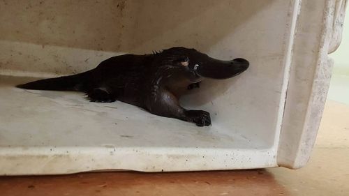 The platypus was found by a security guard near a train station. (Facebook)