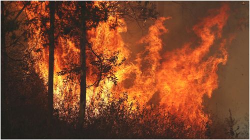 Police are now investigating if the fires burning in northern NSW and Queensland were deliberately lit.