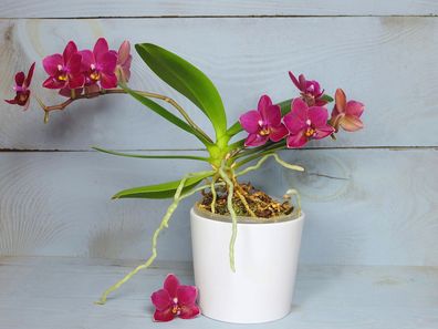 Mini phalaenopsis indoor plant