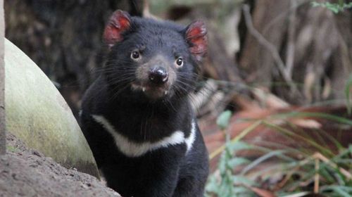 Tasmanian devil bludgeoned to death: necropsy