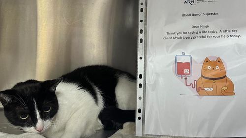 A Sydney animal hospital desperately needs donations of blood - from cats.Animal Referral Hospital (ARH) in Homebush in the city's west, is asking Sydney cat owners to register their pets as a blood donors as supplies at the hospital reach "critical levels".