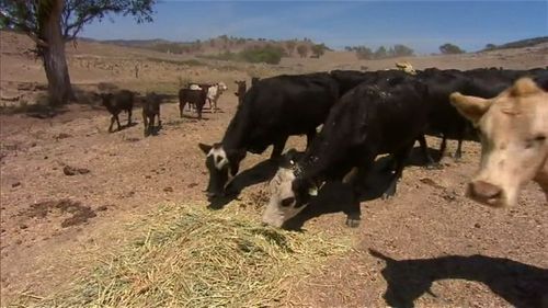The drought is one of the worst recorded in history. Image: 9News