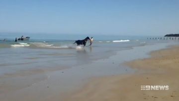 Adelaide Moana beach runaway horse