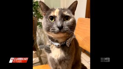 A cat called Tara is missing, after a mix up at The Bondi Junction Veterinary Hospital - involving another cat called Lara.