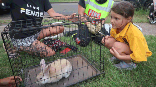 A pet bunny has been rescued from a large house fire in Sydney's west.