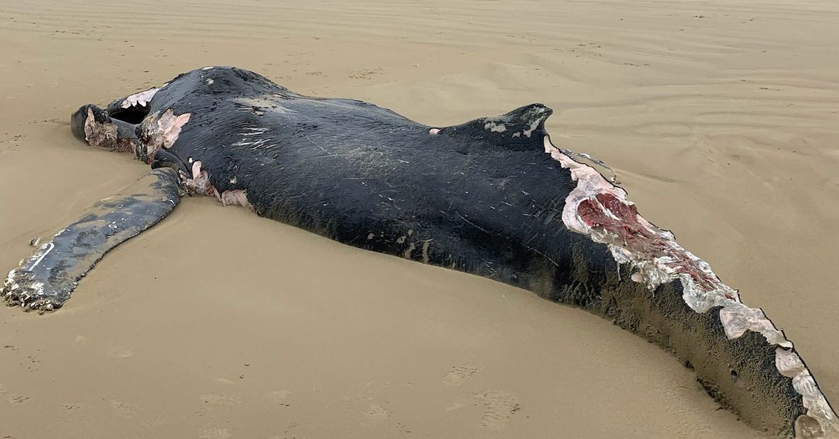 Sandy Point Beach Whale: Whale Dies After Washing Ashore on Victori...