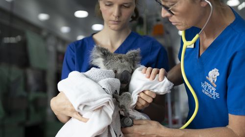 The facility is NSW's largest all-species hospital outside of Taronga's Wildlife Hospitals.
