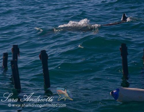 The sharp turn of a great white shark in front of the Sharksafe Barrier exclusion square positioned in Shark Alley, Gansbaai, South Africa (Photo courtesy, Sara Andreotti / Sharksafe Barrier)