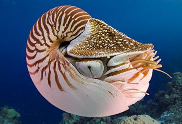 What class of shellfish is the nautilus a member of?