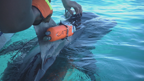Researchers developed a virtual visual system for the sharks to process the video captured by small cameras. 
