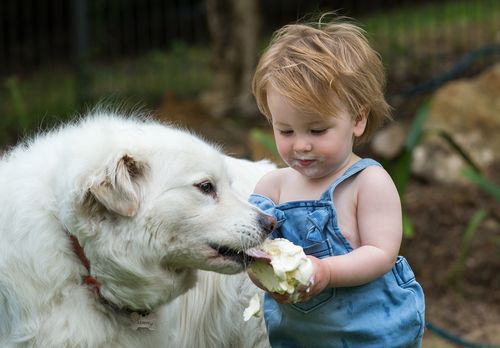 Hudson Walsh, 14 months, shares an ice cream with his dog Sammy in Adelaide. (AAP)