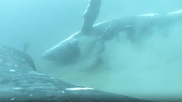 ﻿Humpback whales use sandy and shallow bays to exfoliate dead skin cells off themselves by rolling around in the sand