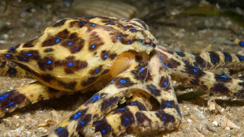 A Southern Blue-ringed Octopus (Hapalochlaena maculosa), in Port Phillip Bay, Victoria. (Julian Finn, Museums Victoria)