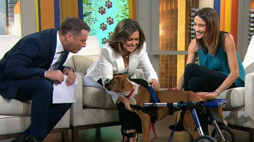 Wilkinson brought Maggie to the Today Show. (9NEWS)