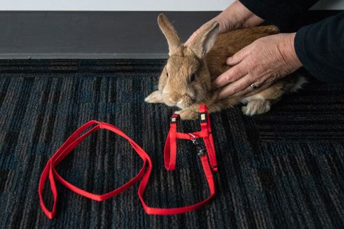 The domesticated rabbit had been taught to use a harness. Picture: 9NEWS