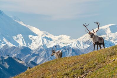 Denali National Park, Alaska 
