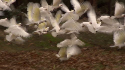 The flocks have been damaging homes at Healesville, north-east of Melbourne.