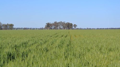 The land once sustained wheat, cotton and canola crops. 