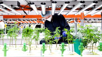 A worker prunes young plants at a medicinal cannabis facility.