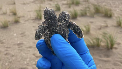 The two-headed hatching was found during a routine nest inventory.