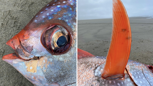 The opah fish was found in remarkable condition, allowing scientists to learn more about the species.
