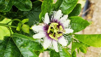 Passionfruit flowers are so intricate and they bloom all year