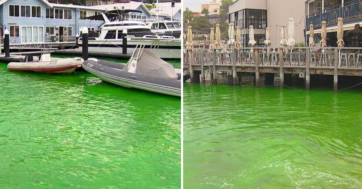 Kirribilli green water Neon green water in Sydney Harbour baffles locals