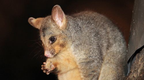 An Australian brush tail possum climbs a tree in Flagstaff Gardens in the central business district, Melbourne. (AAP)