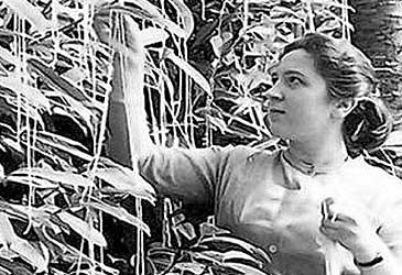 Which TV program aired the Italian spaghetti-tree harvesting hoax in 1957?