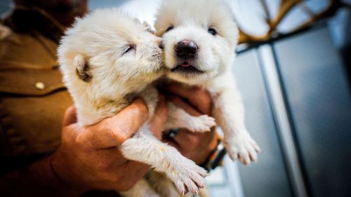 Reaching out with groundbreaking news from Colossal Biosciences, the world's only de-extinction company, announcing the rebirth of the once extinct dire wolf, the world's first successfully de-extinct animal.