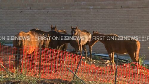 Twenty-two malnourished horses were found on the Bulla property. (9NEWS)