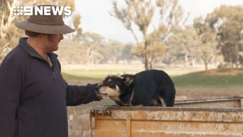 dog cpr farmer