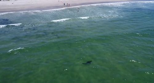 La rencontre rapprochée d'un surfeur néo-zélandais avec un requin est si courante qu'elle 