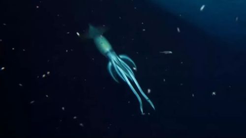 A screenshot of the enormous squid as it swims past the research vessel.