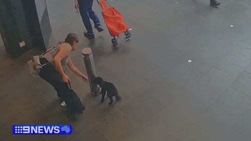 Dora the stolen cavoodle puppy found March 11 2026