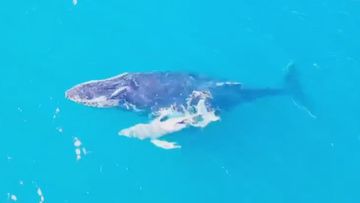 Suspected albino whale off Yamba, NSW