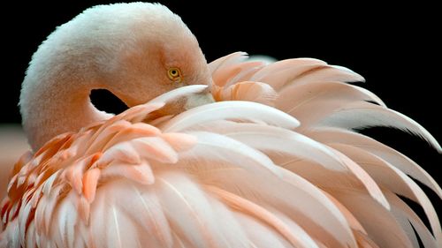 Flamingo killer strikes German zoo