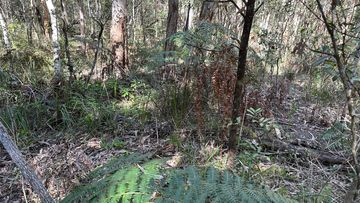 Just because it is winter doesn&#x27;t mean snakes aren&#x27;t out and about. Point and case, there is a coastal carpet python hiding somewhere in this picture. It was removed after giving a homeowner in Mudjimba, on the Sunshine Coast, a fright recently.