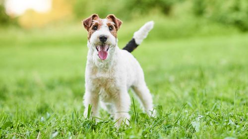 A juvenile wire fox terrier. 