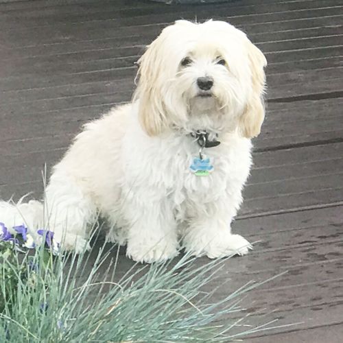 Eight-year-old poodle cross shih tzu, Teddy, was killed in the attack. 