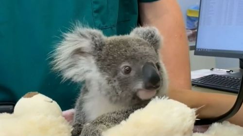 The incident is a timely reminder for motorists to be aware of koalas on roads