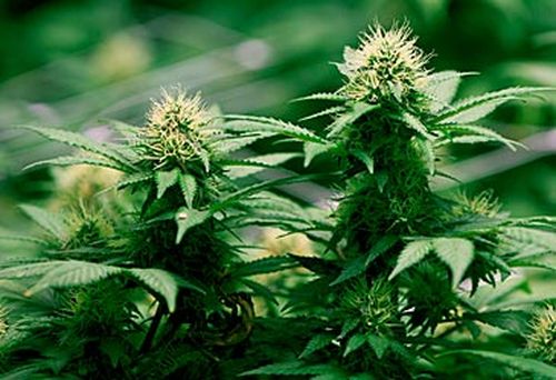 Cannabis plants (AAP)