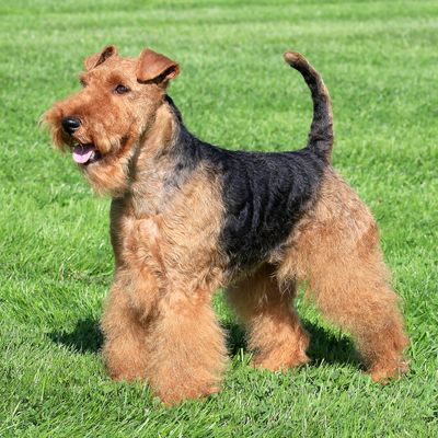 8 - Welsh Terrier 