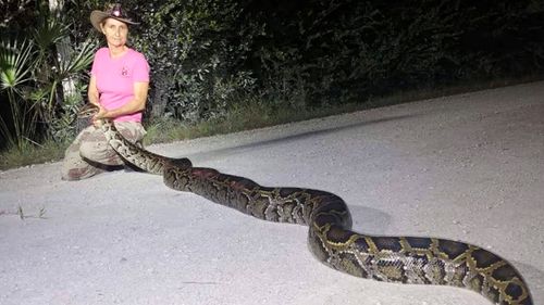 Donna Kalil holding a 4-metre  python she caught with fellow python hunter Kevin Pavlidis
