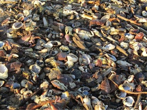 Thousands of dead sea creatures have washed up on beaches in North East England.