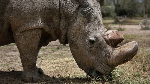 The 45-year-old rhino's health is deteriorating, the conservancy said in a statement. (AP)