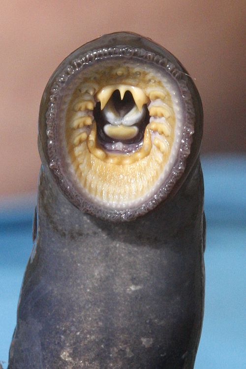 The lamprey, which are an invasive species, use sharp teeth to latch onto fish and suck their blood.